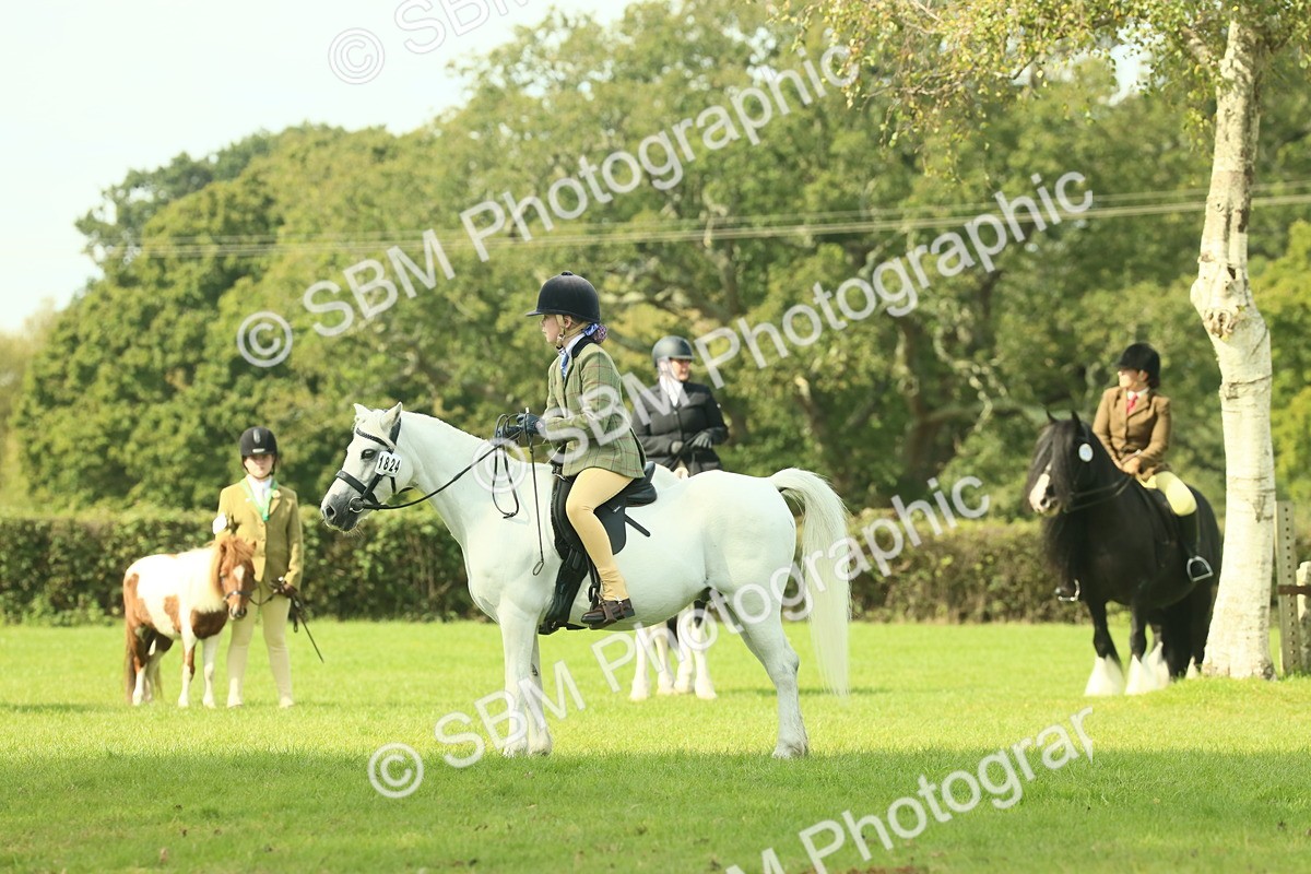 SBM_66498 - S34 - Rehabilitated Rescue Horse & Pony In Hand & Ridden