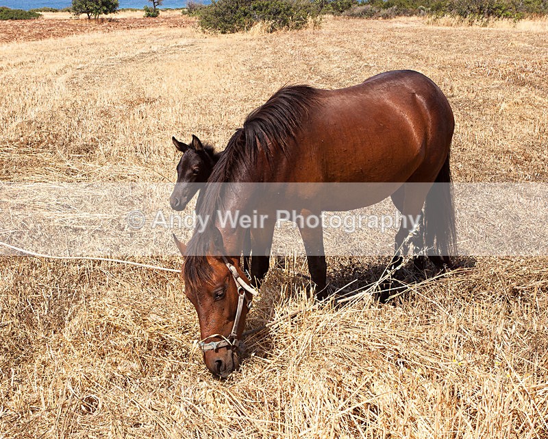 20150612-_MG_6086 - Abroad