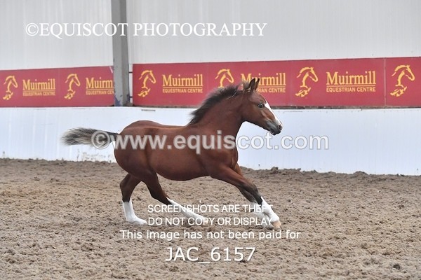 JAC_6157 - 17 Avonmore Little Maeda