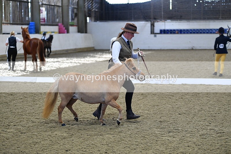 WJ5_3886 - Class 5 In Hand Veterans