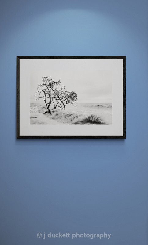 Trees in the Ocean