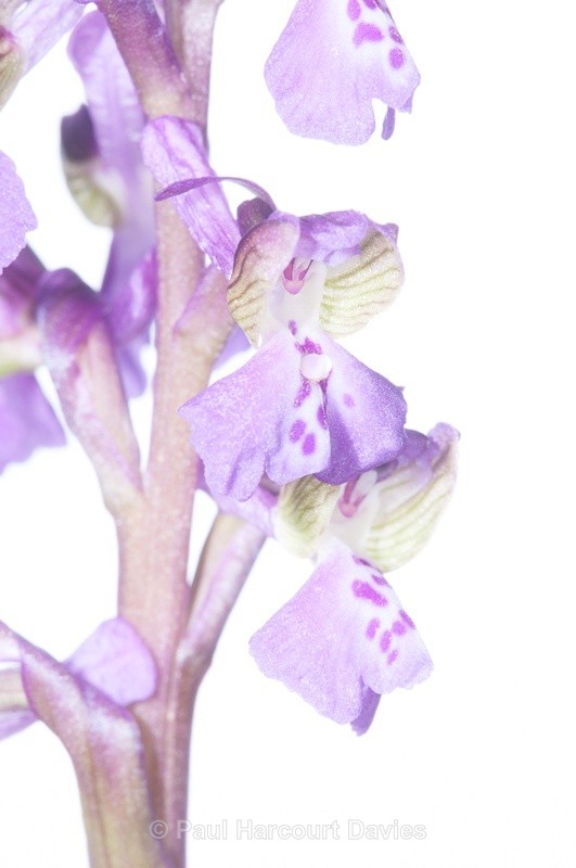  - WB: Orchids - Orchis