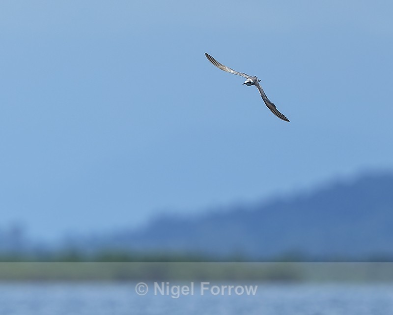 Black Tern (non-breeding) flying, Panama - Black Tern