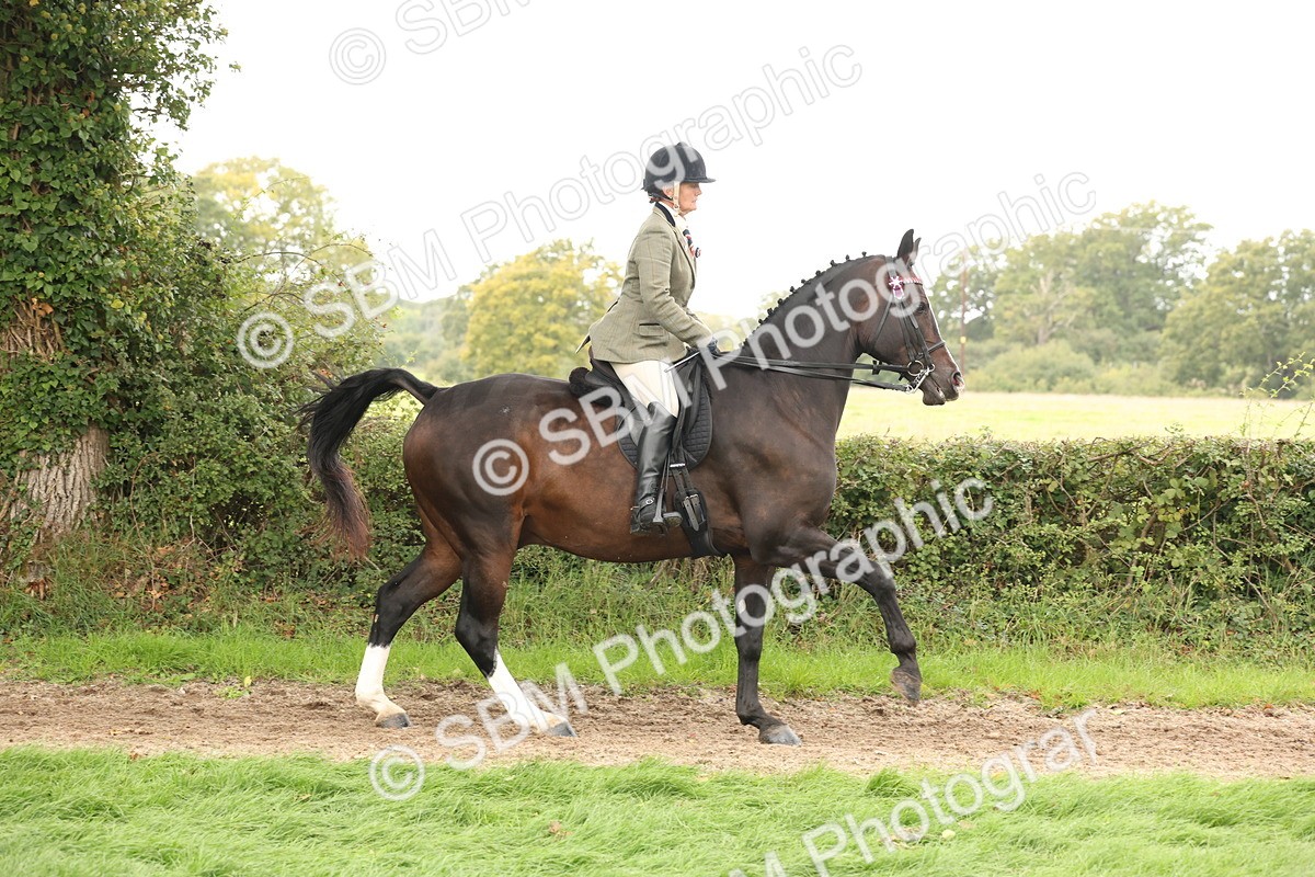 SBM_64192 - S65 - Riding Horse & Hack & Thoroughbred Ridden