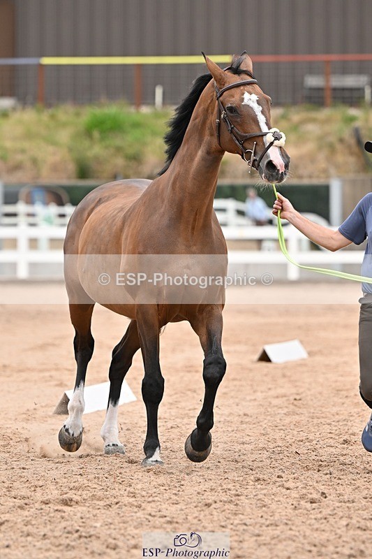 250716-160305-02364 - Trot Up 3.30 to 4.30