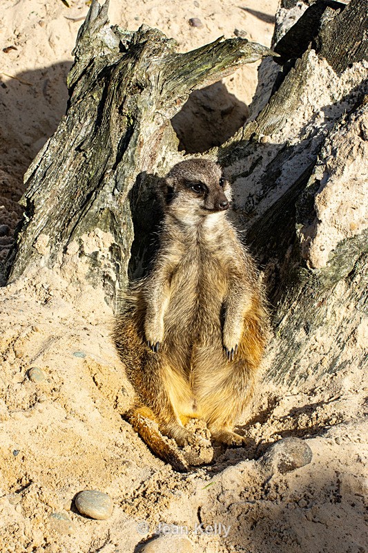 Meerkat - DSC_0800 - Meerkats