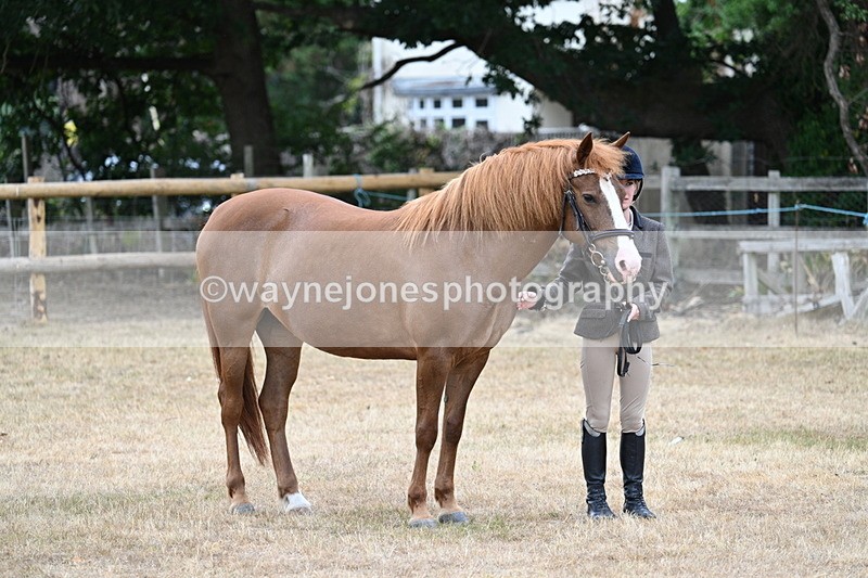 WJ7_8214 - Class 4 Prettiest Mare up to 14.2hh