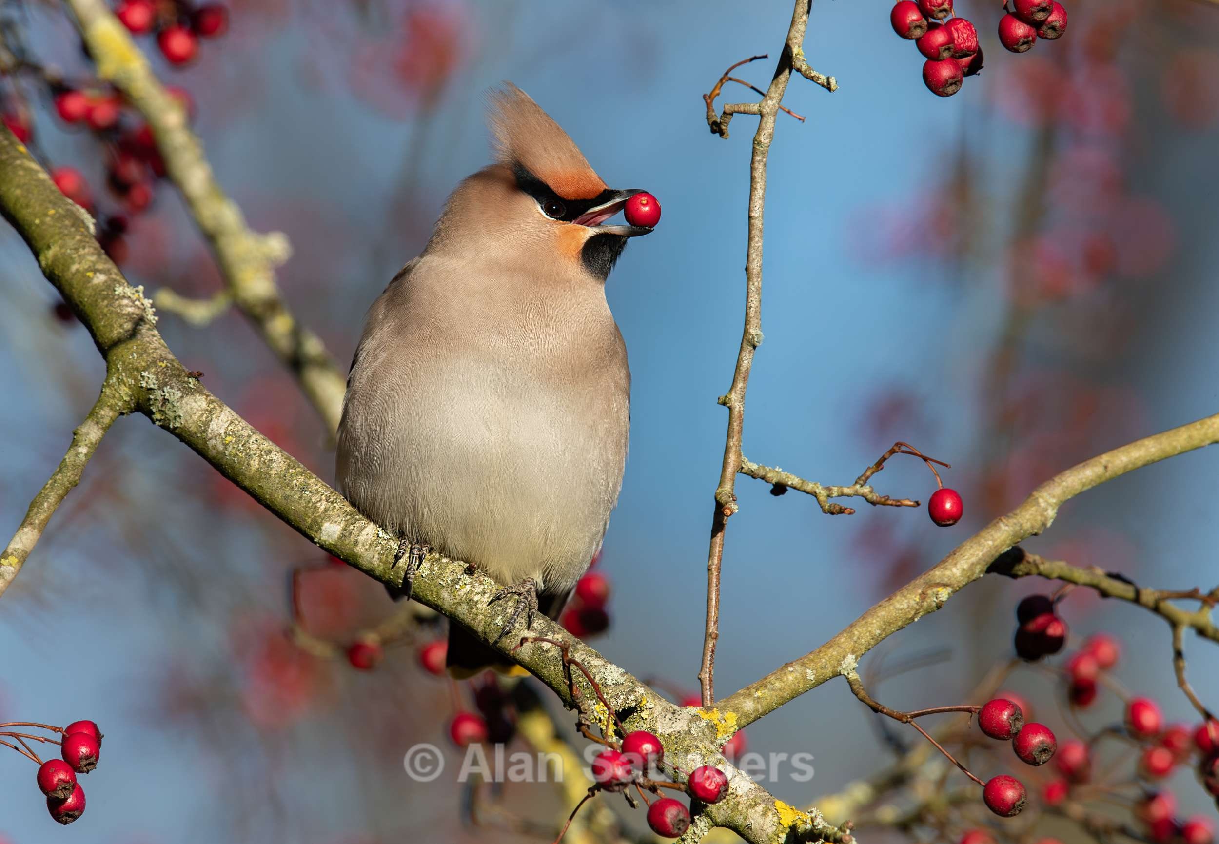 Waxwing 21