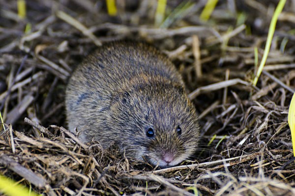 Vole - Mammals