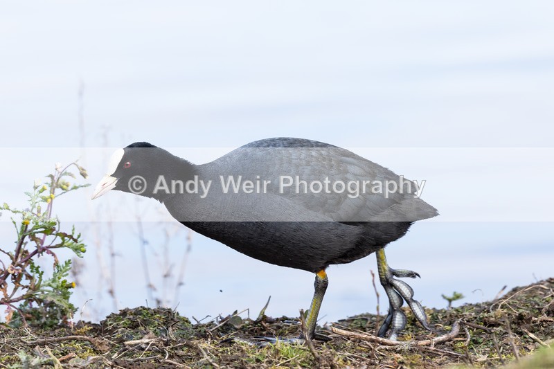 20160320-8E0A2629 - Rails & Coots