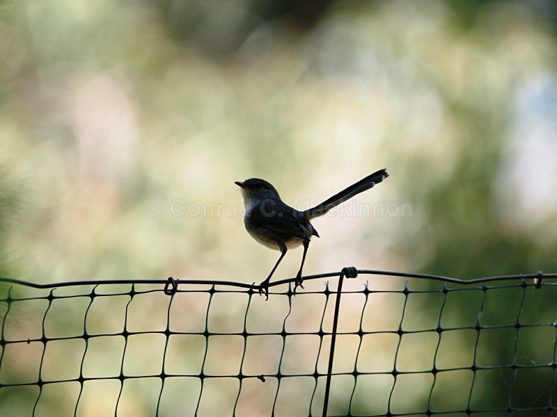 Female Splendid Fairy-Wren - Other Shores
