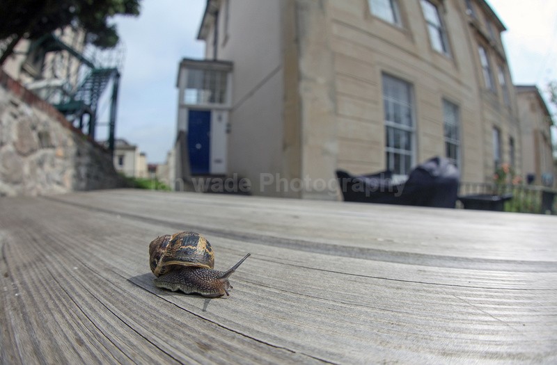 Common Garden Snail in Bristol street - Urban Snail photography - Bristol