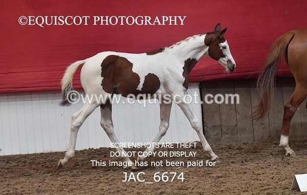 JAC_6674 - 15 Ziggy of Westoak