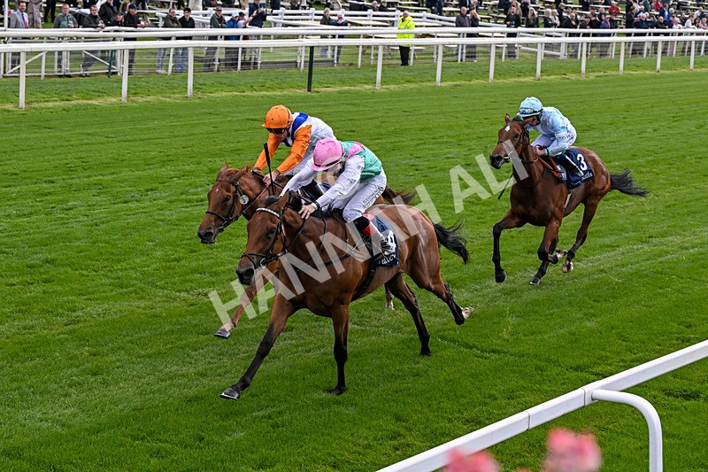 130526-Race 5-Legacy Link-0313 - Race 5 4.05pm Tattersalls Musidora Stakes