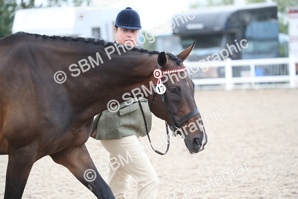 SBM_17863 - Class 317 IH Pure bred Horse/Pony
