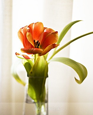 Tulip wide open - Flowers