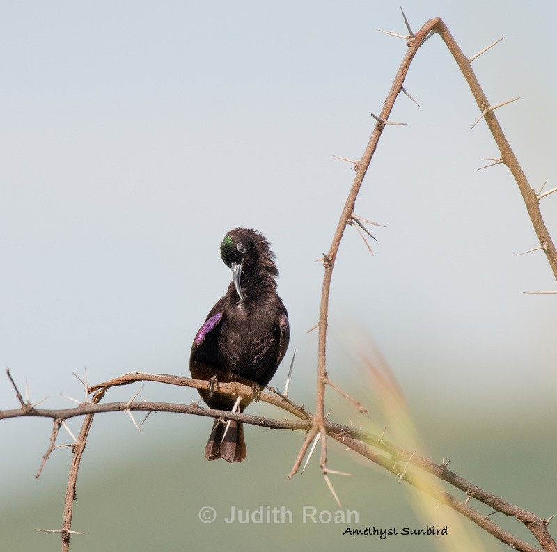  - South Africa Birds and Mammals