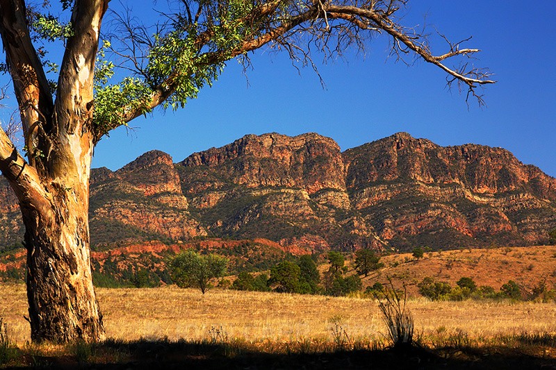 Elder Range2-0659_1 - FLINDERS RANGES PHOTOS