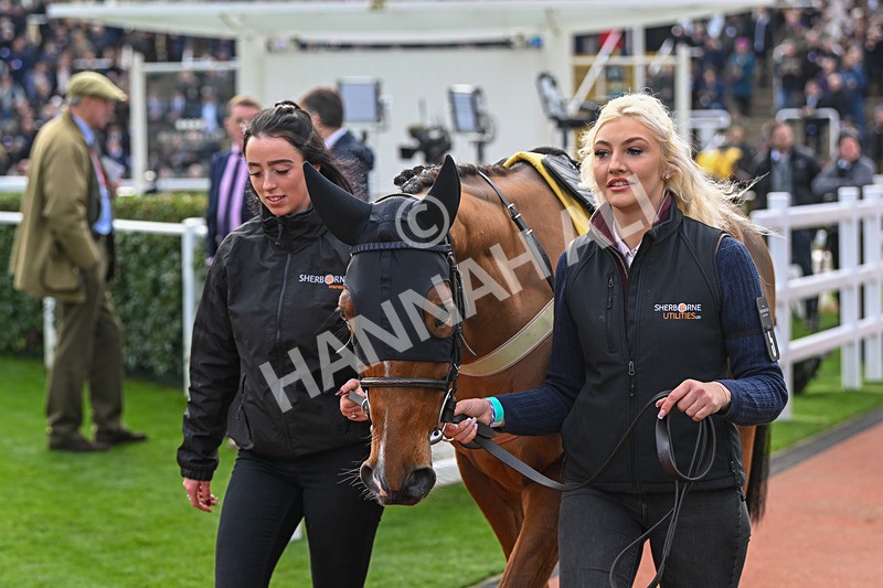 161124-Race 1-Paddock-Moutarde-9058 - Race 1