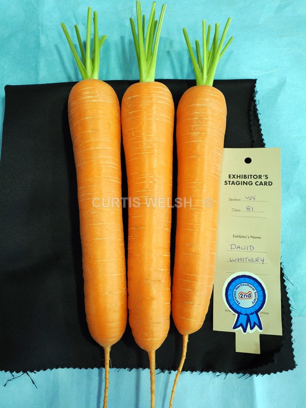 selected105 - EARLSTON FLOWER SHOW. 2025