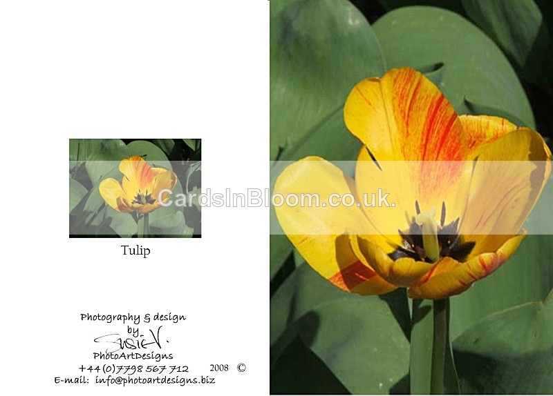 Spring 5.  Tulip - Spring