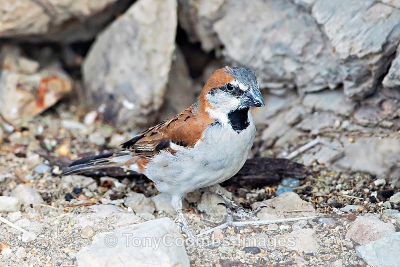 Great Sparrow - The Hoanib