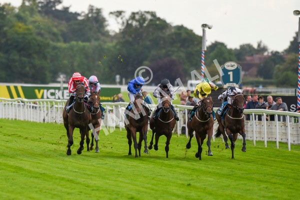 230923-Race 3-Politico-5653 - Race 3 3.10pm Happy 60th Birthday Angela Clark Nursery Handicap