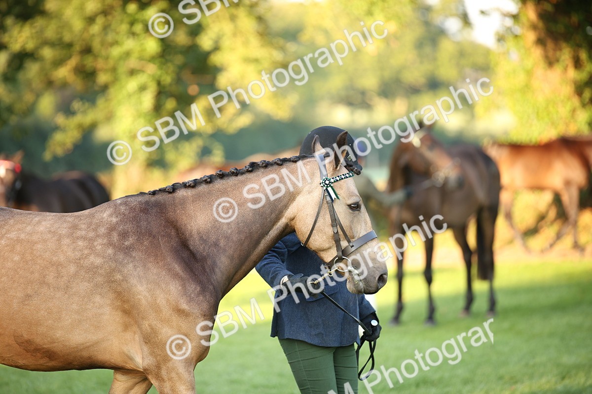 SBM_56850 - S49 - Riding Horse & Hack & Thoroughbred In Hand