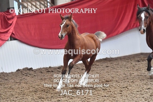 JAC_6171 - 17 Avonmore Little Maeda