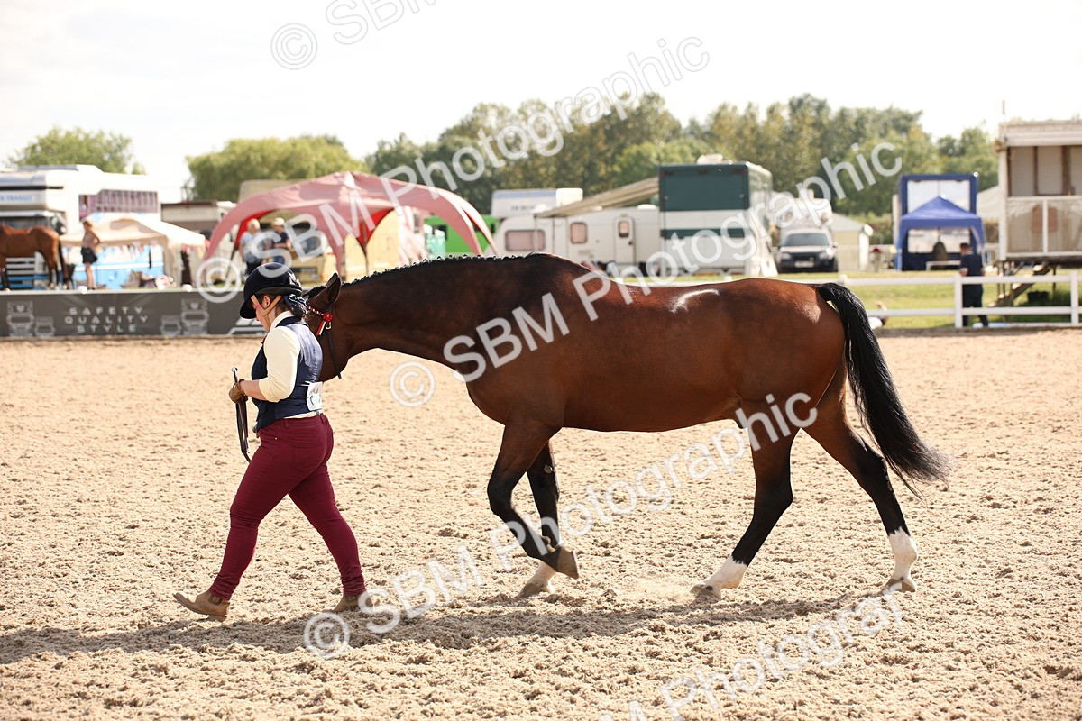 SBM_07414 - Class 26 IH Foreign Breeds -Part bred