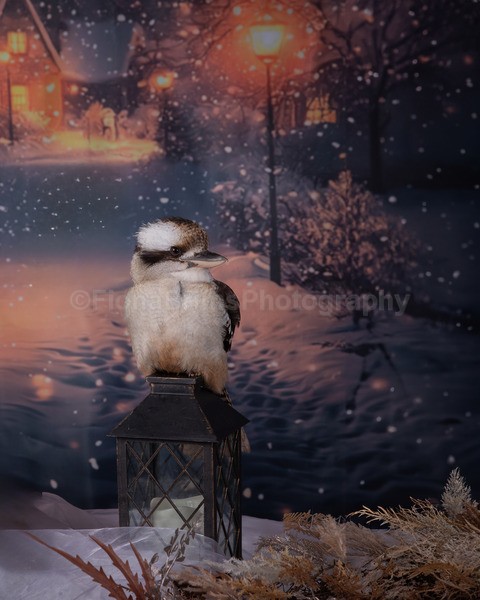 wow studio day dec-12 - Birds of Prey