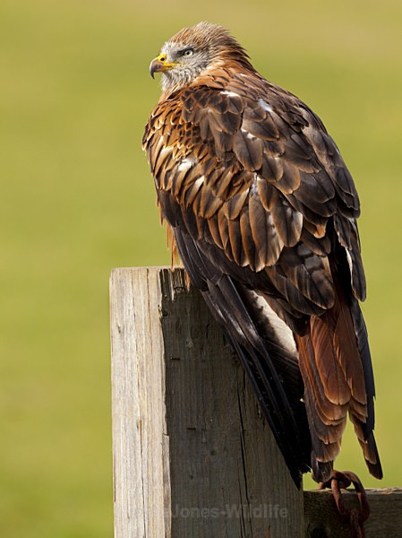 RED KITE 7 - RED KITES