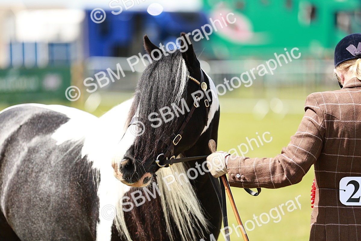 SBM_05515 - Class 41-45 - Riding Pony-Hunter Pony Breeding
