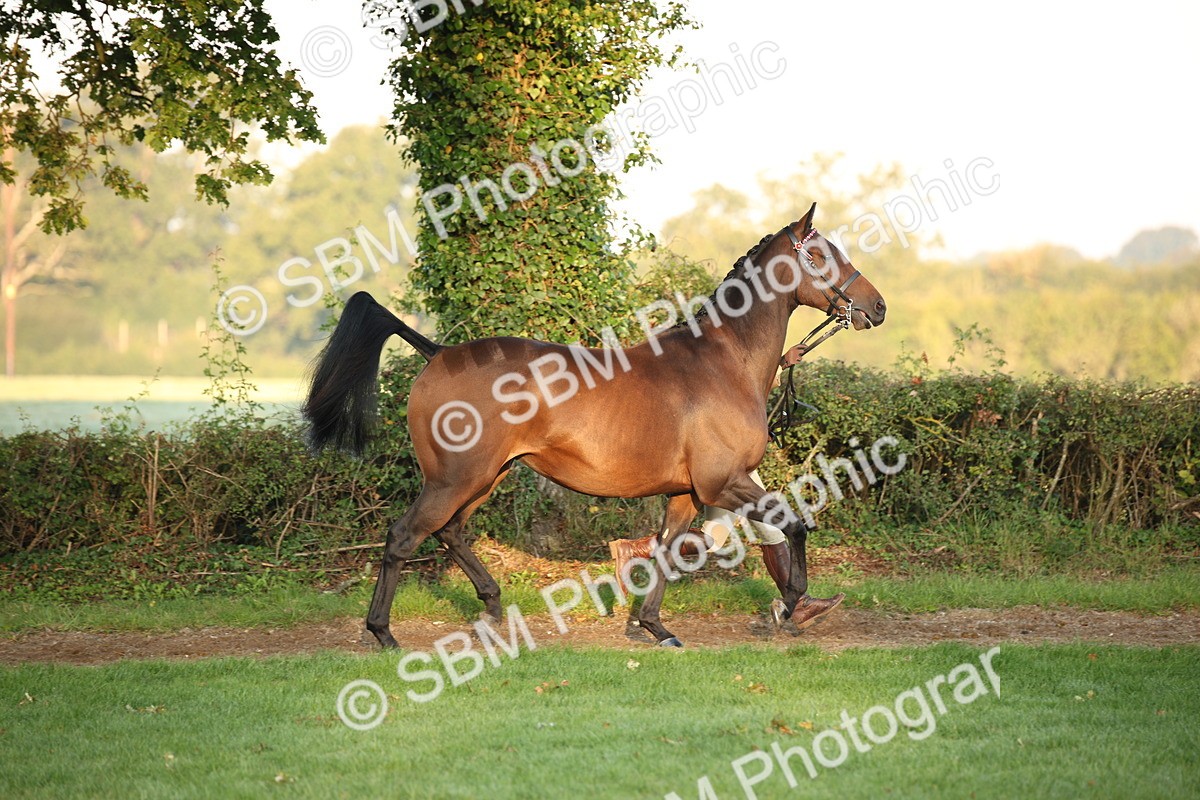 SBM_56808 - S49 - Riding Horse & Hack & Thoroughbred In Hand