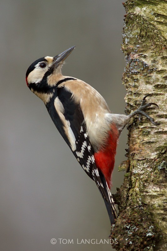 Woodpecker - All Other Birds