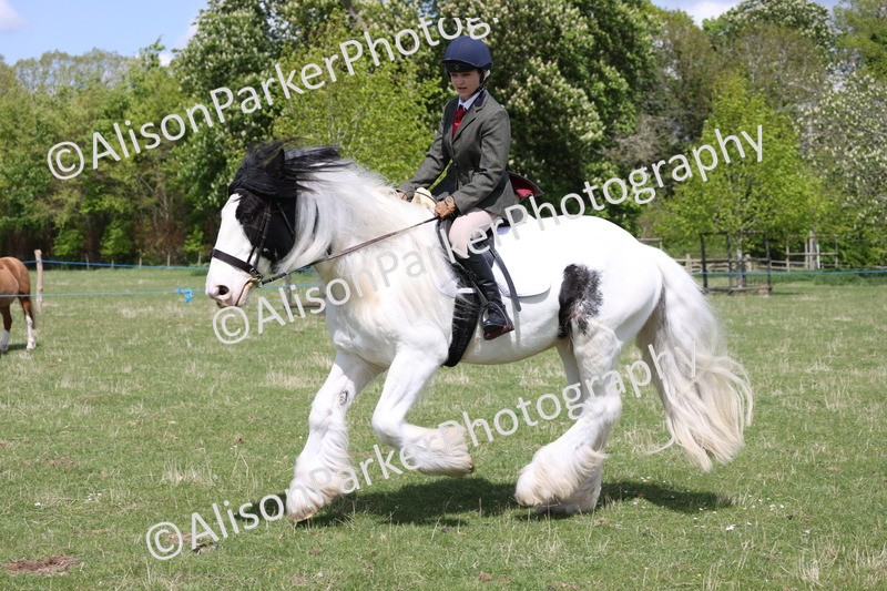 20250427-4078 - Class 34 - Best Riding Horse Over 14.2hh