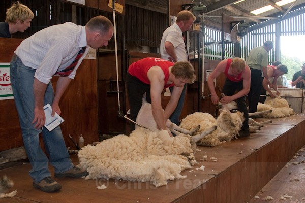22 - Shearing Competition