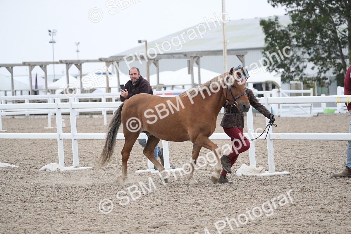 SBM_18368 - Class 318 IH Part bred Horse/Pony