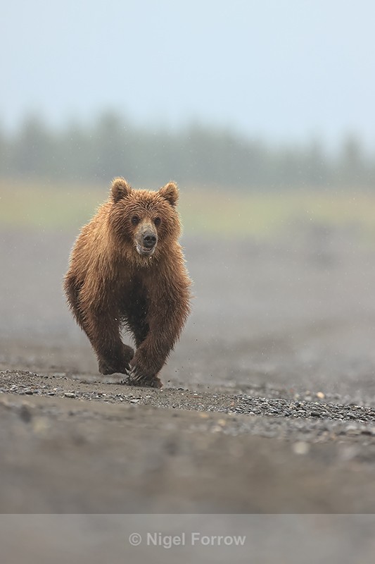 Brown Bear running along beach, Silver salmon Creek, Alaska - Brown Bear
