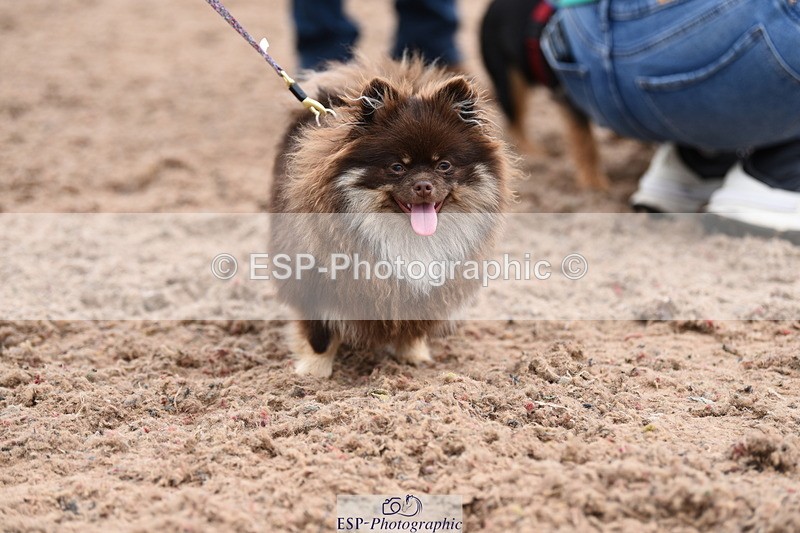 240518A-112226-00765 - Cls 1 Cutest Puppy