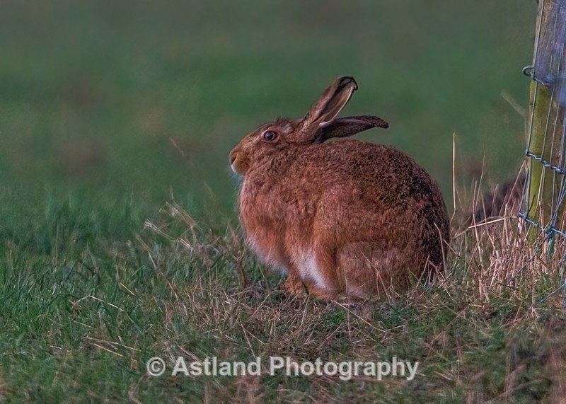 Brown Hare - Latest Images