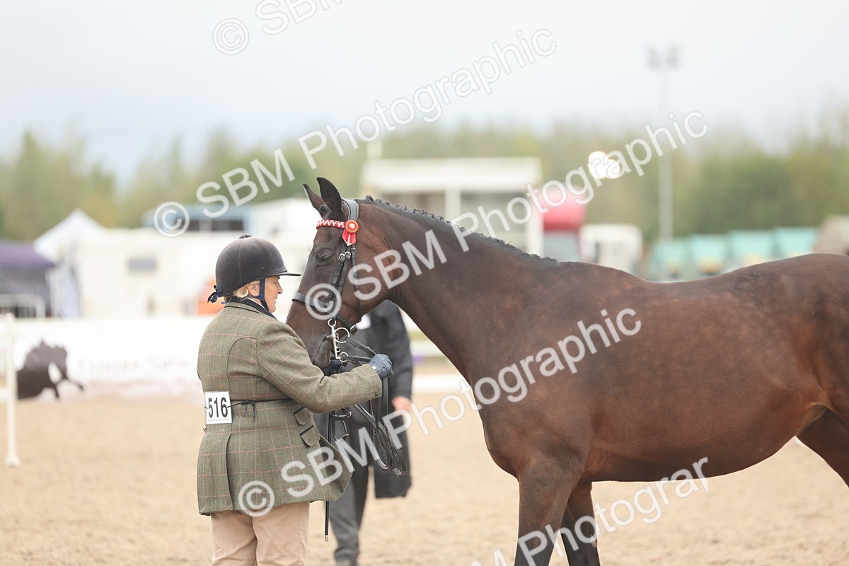 SBM_19846 - Class 318 - IH Part Bred Horse-Pony