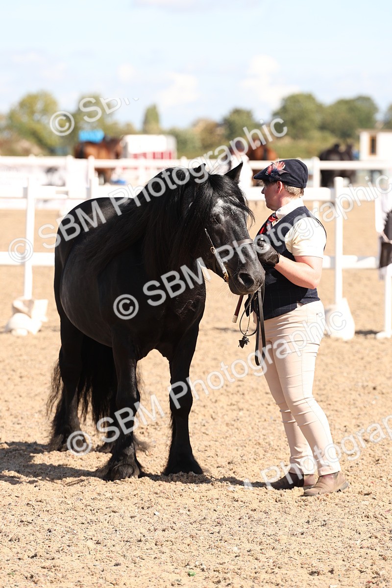 SBM_13921 - Class 205 - IH Show Pony - Show Hunter Pony
