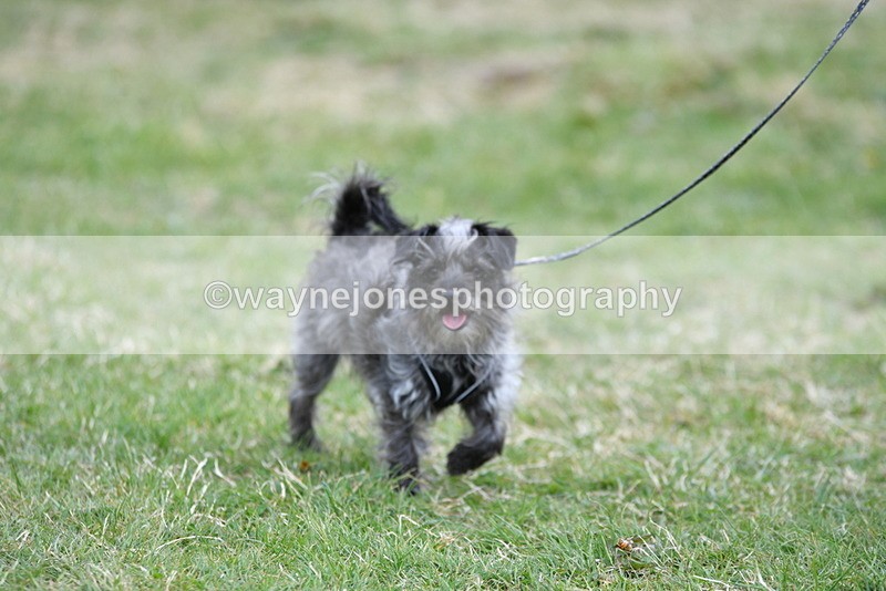 WJ5_9104 - Class 1 Best Cross Breed / Heniz 57