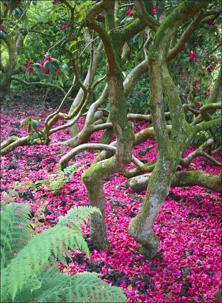 Bracken _ FL059 - Wild Flowers,  plants & Fungus photography, Great Britain