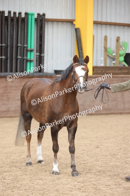 20251109-0668 - Class 22 - Geldings 4 Years and over