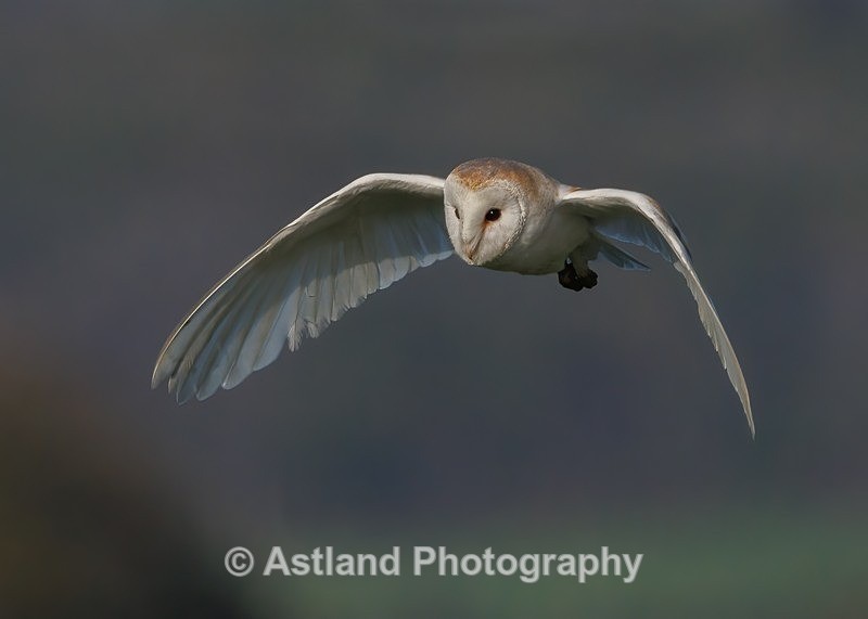 Barn Owl - Latest Images