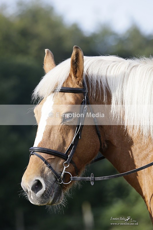 BVRC 120921 79 - Bourne Valley Riding Club UA Dressage & Show Jumping 12/09/21