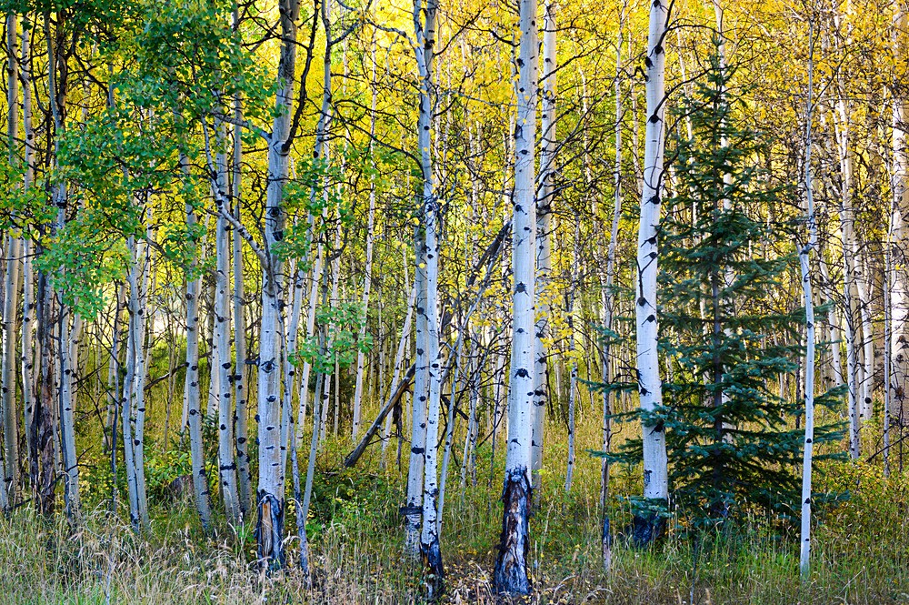 DSC_2959 - Trees