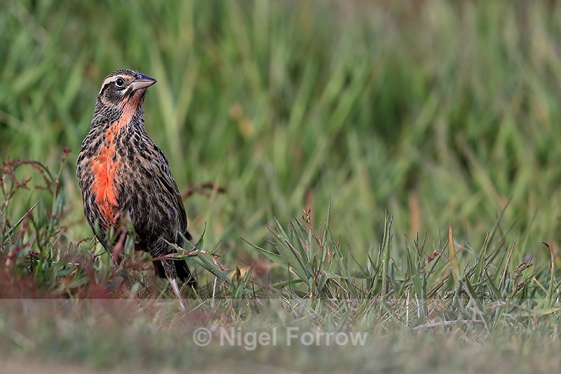 Long-tailed Meadowlark, front view, Carcass Island, Falklands - Long-tailed Meadowlark